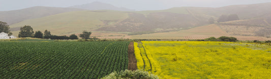 Over 50% of Smoke Cessation Customers are Familiar with the Flavored Air Category